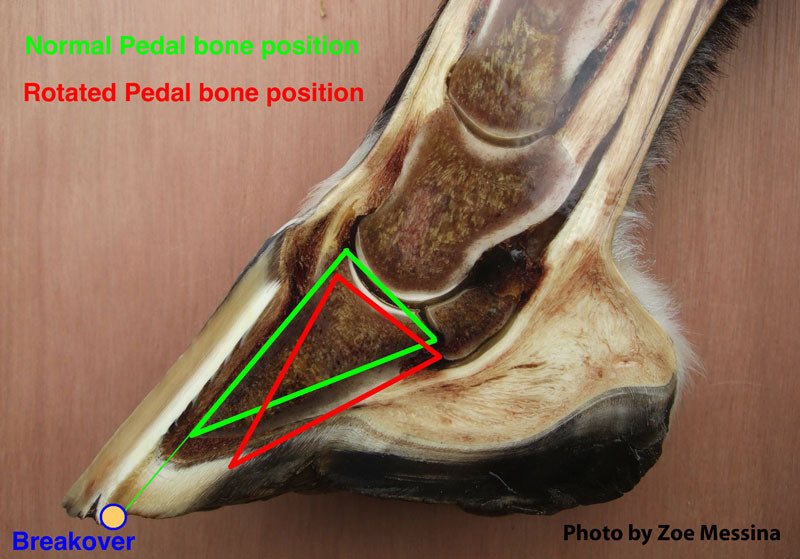Outlining Hoof Care for the Laminitic Horse Missy's Bucket