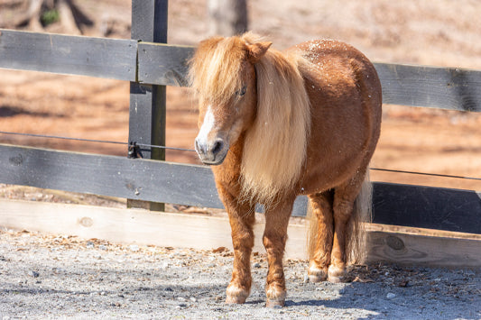 Springtime Laminitis – Prevention is Better than Cure