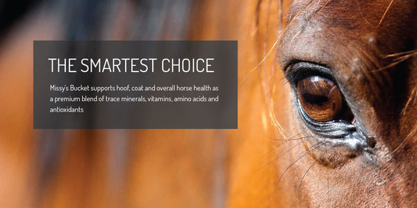 Missy's Bucket website preview