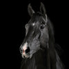 Black Horse-Missy's Bucket